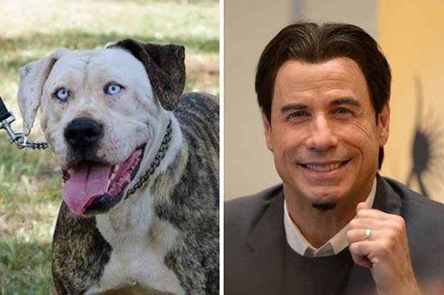 This Dog Looks Exactly Like John Travolta