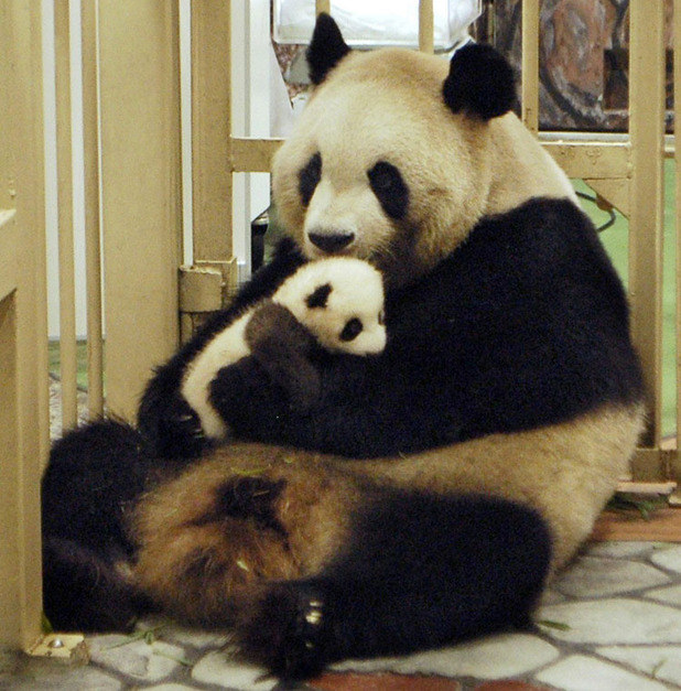 Baby panda