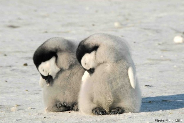 Baby penguin