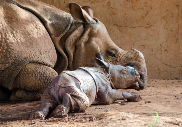 Baby rhino