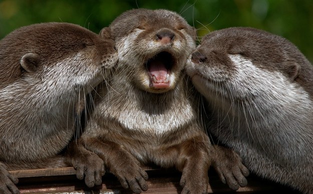 Baby otter