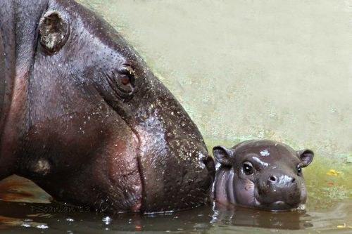 Baby hippo