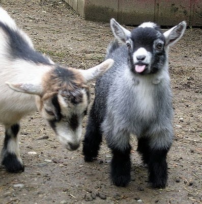 Baby goat