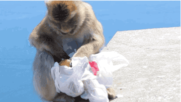 Watch This Monkey Steal A Tourist S Lunch Right Out Of His Bag