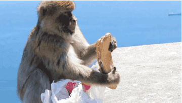 Watch This Monkey Steal A Tourist S Lunch Right Out Of His Bag