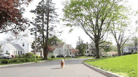 Imagine: an automated drone walks Fido three times a day, every day, while you are at work. No more dog walker fees. No more stir-crazy dog.