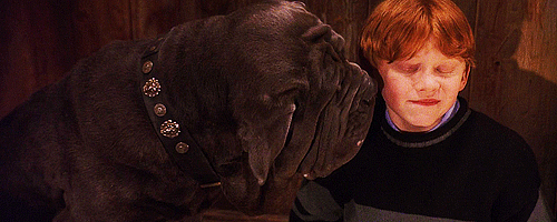 Ahw, he's afraid.