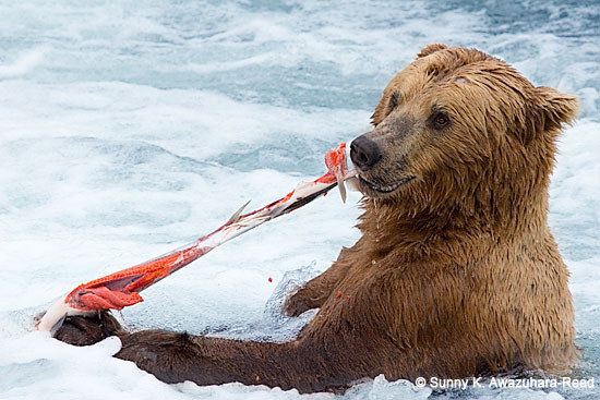 GET OUT OF THERE NOW.DON'T WORRY ABOUT PICKING UP THE CHECK.YOUR DATE IS A KODIAK BEAR.Humans do not eat like this unless they are really, really, hungry or they are receiving large payments from the Discovery Channel and their first name is Bear.