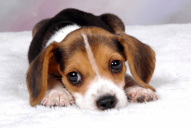 What's this naughty boy done? Has he wet the carpet? Chewed the rug? Or maybe he's just failed to make you forget about the futility of all human endeavour in the uncaring face of eternity? No! It couldn't be that! He's far too cute!