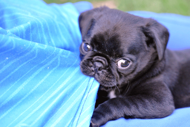 Aw! The little guy's playing with the blanket! Doesn't that just make you forget that eventually your body will break down and your consciousness will fade and the eternal blackness will take you and there will be nothing, forever, and you won't even be around to know it? Pugs are so ADORABLE!