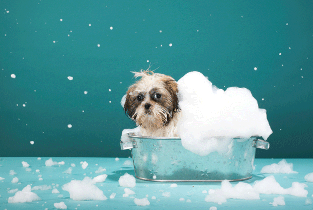 Well, he doesn't like soaking in the tub, does he? Any more than you like soaking in the certainty that everyone you know will soon be dead, and you with them! So stare at the dog and try not to think about it!