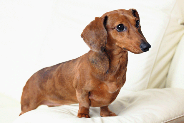 There's nothing cuter than a miniature dachshund. It's certainly cuter than the knowledge that you're a rubbery sack of meat and fluids and bones! A sack which is as impermanent as any soap bubble! So look at the dachshund, which obviously is also a sack of meat and bones, but a much cuter one. Look at the dog. Cute dog.
