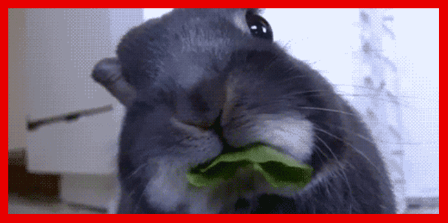66% of the fresh vegetables imported to the United States come from Mexico. Everybody get loud for leafy greens!