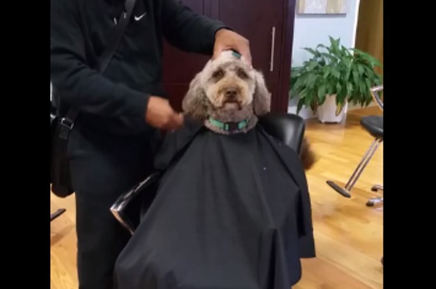 This Dog Sits In A Salon Chair To Get A Haircut And Is The