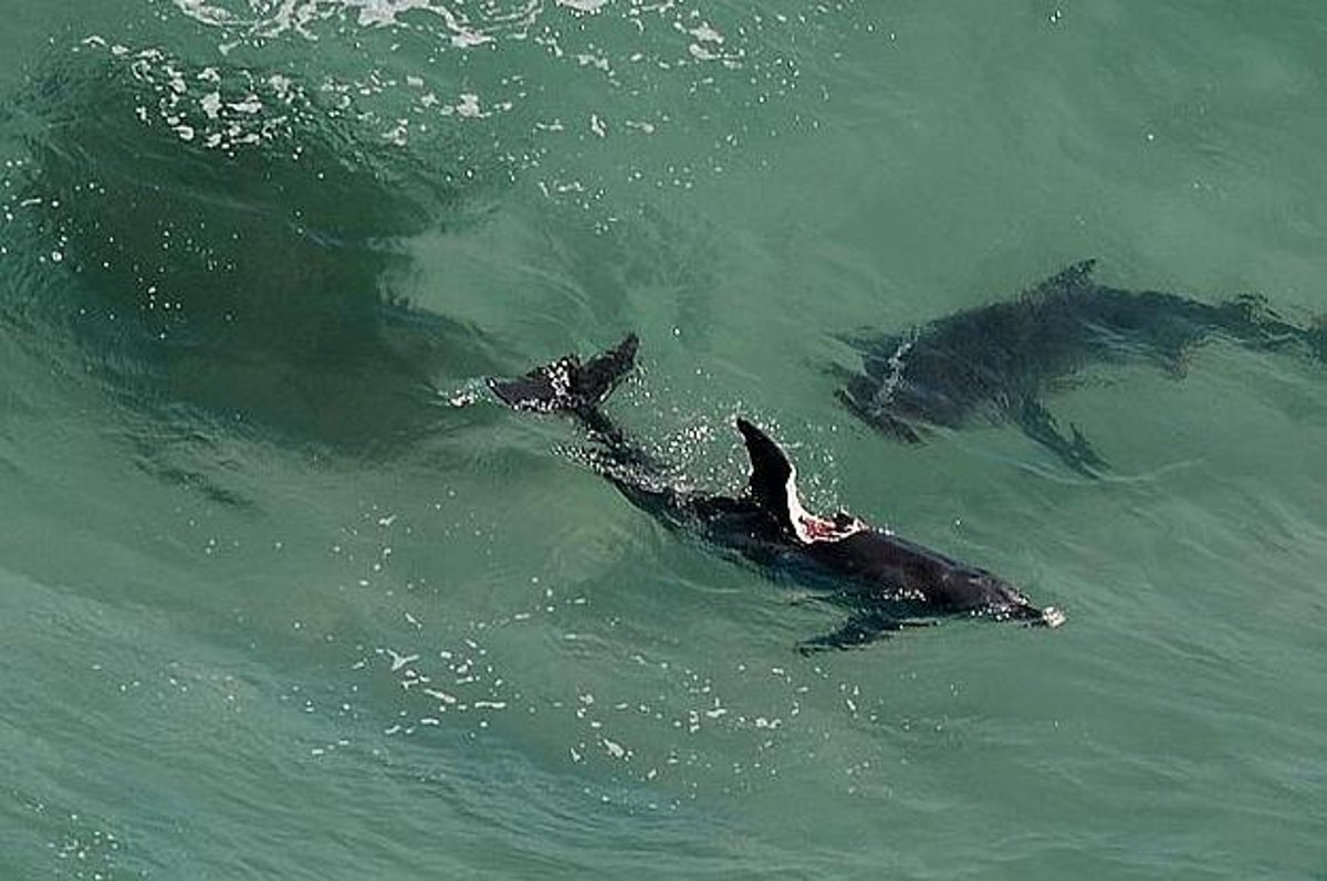Нападение дельфинов. Дельфины нападают на акул. Акула на мелководье.