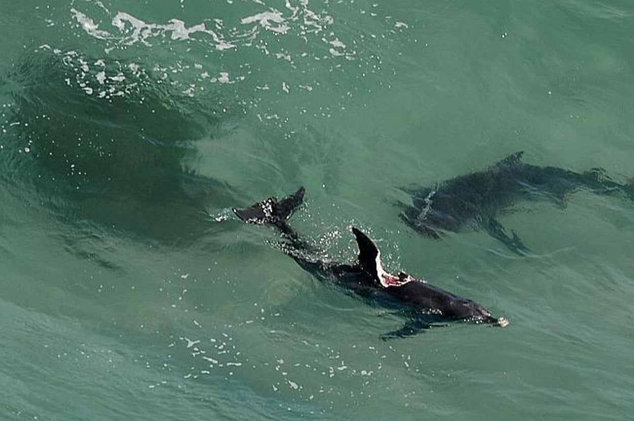Two Monster Sharks Are Eating Dolphins And Closing Australian Beaches(02)