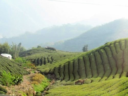 The Alishan National Scenic Area, located in Chiayi County, is a mountainous natural preserve. The drive is not for the faint of heart, requiring a daring drive up steep winding roads. On the northern most side of the trek, there are cliffs that tower above, look south and gaze at the wonder of the tea fields. The journey is worth while once your gaze at the mountaintop views of Yushan National Park. The scenic area also has a forest railway that winds through the mountains, and during springtime, visitors are graced with the beauty of cherry blossoms throughout the area.