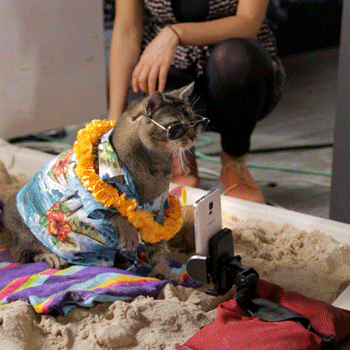 That feline looks fine.