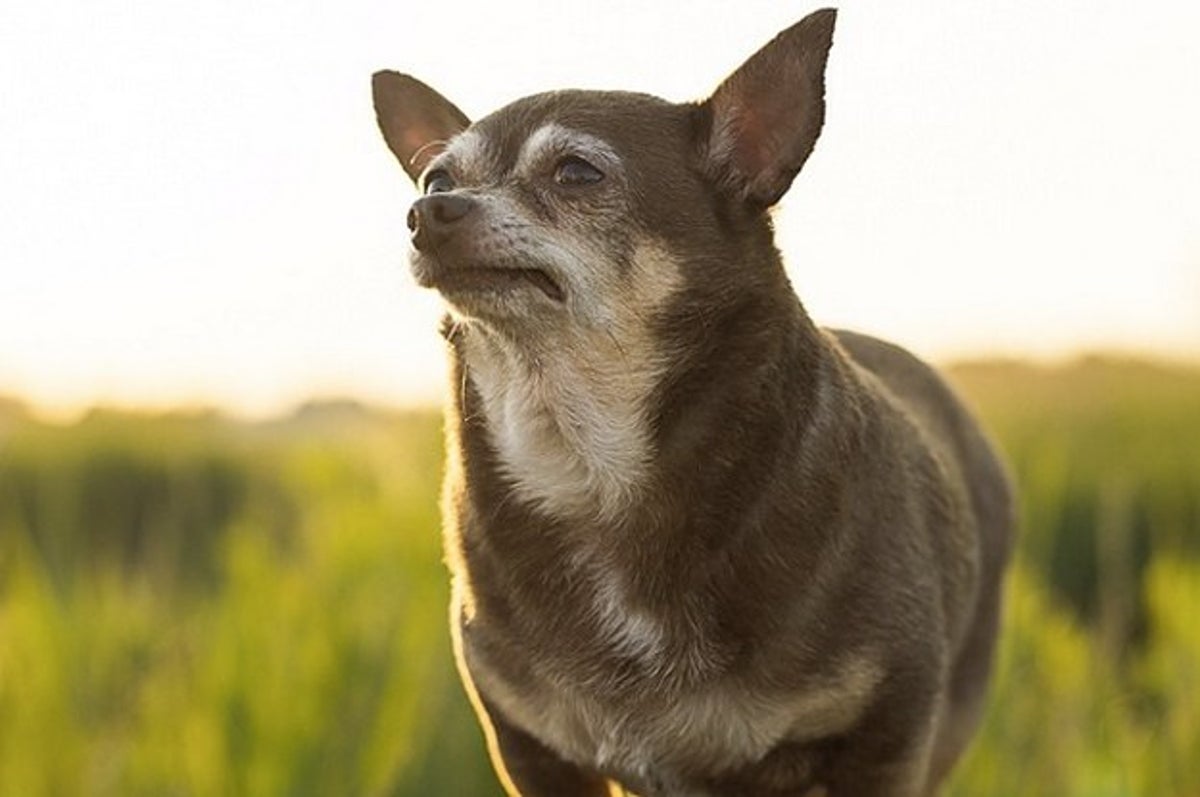 17 Times Bug The Chihuahua Was The Cutest Bummer On Instagram