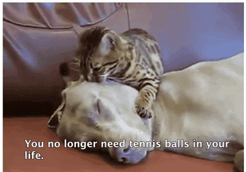 This Is Exactly What Would Happen If A Cat Hypnotized A Dog