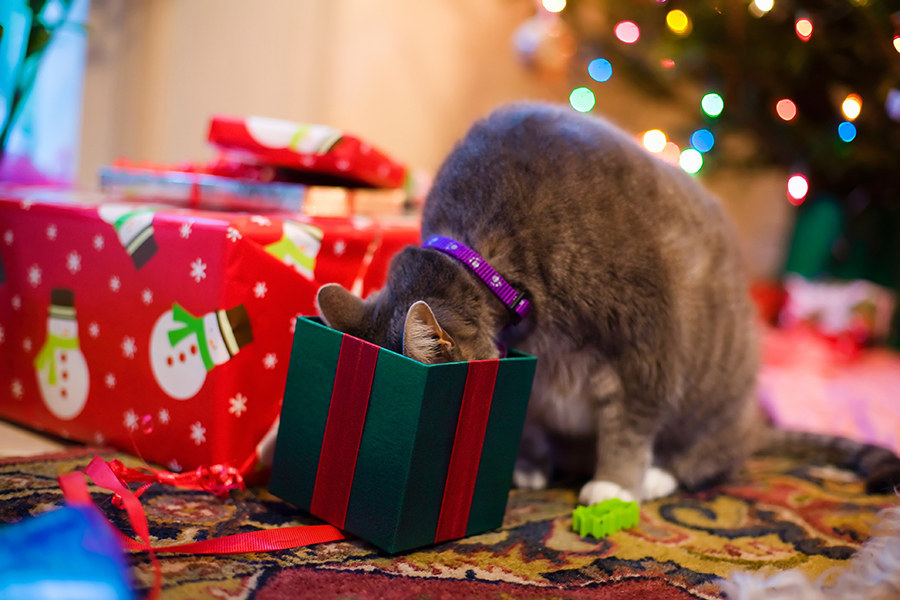 17 Cats That Ruined Christmas