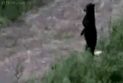 Yogi the Bear is real. And he has a sidekick: Boo Boo.