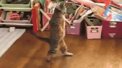 We all know this cat did it.