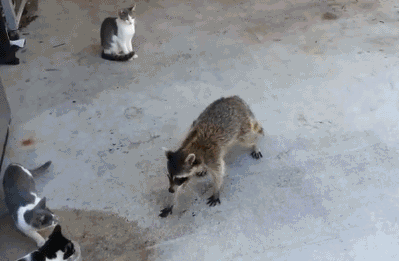 Are you at risk? Well, yeah, if you eat kibble with your outside cats you're already part of the problem.