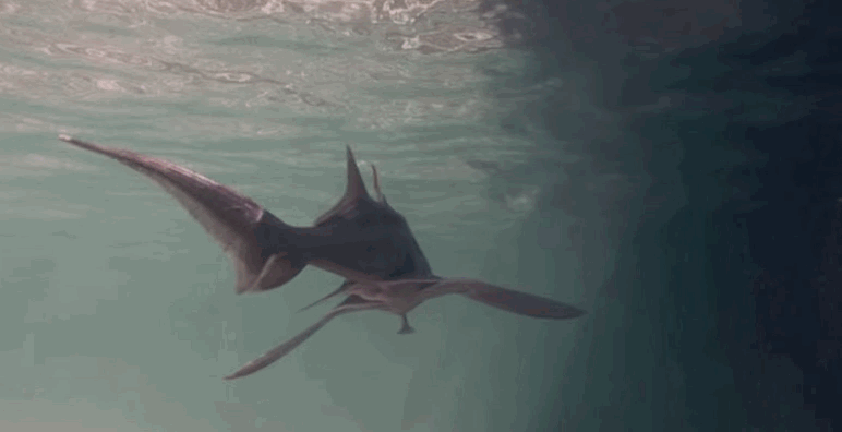 En realidad, son un extraño híbrido entre una raya látigo y un tiburón. Mira, nada como un ave. En fin, estos tipos han sobrevivido a cuatro extinciones masivas, así que es probable que pronto vayan por ti.