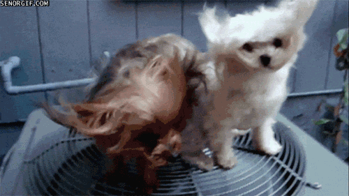 Heat + no air conditioning = a sticky, grumpy, moody version of myself. The worst version possible.FIX: You can mimic the cooling effects of the AC by placing frozen bottles of water in front of a fan. Glorious.