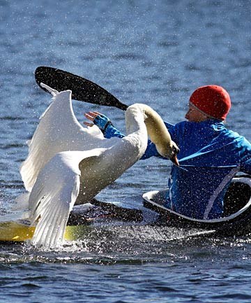 These swans swim around like they own the place.