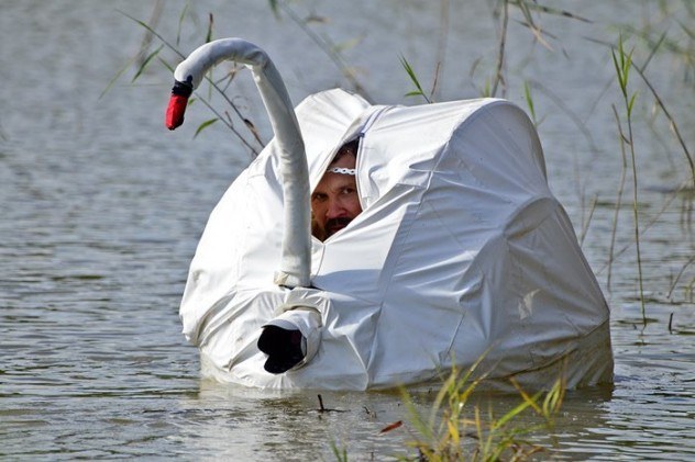 If you see these swans, it's too late! YOU ARE SWAN CHOW!!!You've Been Warned!