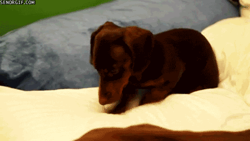 You may want to rethink letting your furry snuggle-buddy sleep in your bed...