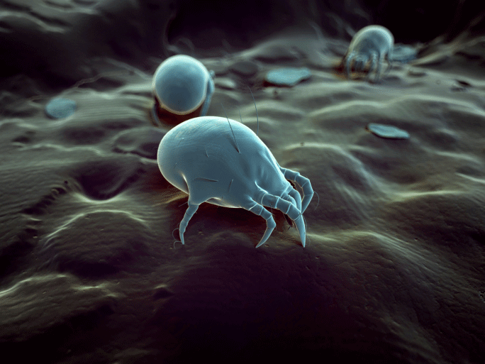 A female dust mite may lay up to 100 eggs in her lifetime. And what better spot than your nurturing bed to do it?