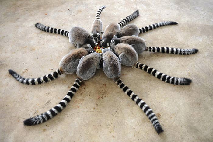 A Bunch Of Lemurs Eating Together Kind Of Look Like A Terrifying Spider A Bunch Of Lemurs Eating Together Kind Of Look Like A Terrifying Spider