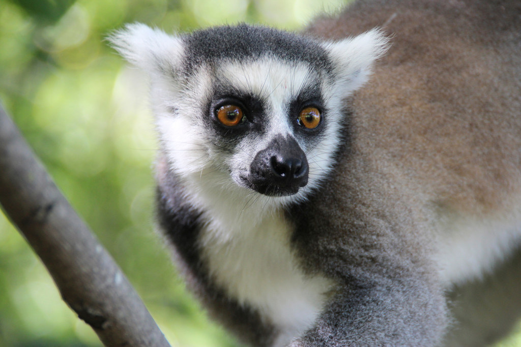 A Bunch Of Lemurs Eating Together Kind Of Look Like A Terrifying Spider