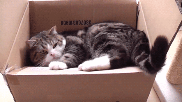 Oh Maru.
