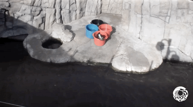 What you need to know: There are five sea otters at the Monterey Bay Aquarium: Abby, Gidget, Ivy, Kit, and Rosa.Why you'll never look away: These otters have more fun in 10 seconds than you'll have in your entire day.