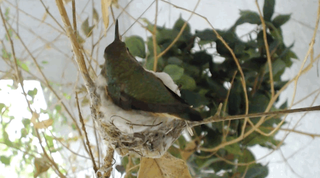 What you need to know: This cam follows Bella, an Allen's hummingbird who's been building her nests in a ficus tree in La Verne, CA for the last 10 years. Why you'll never look away: Now you can watch the miracle of life in bird form! Will you be there when Bella's eggs hatch?
