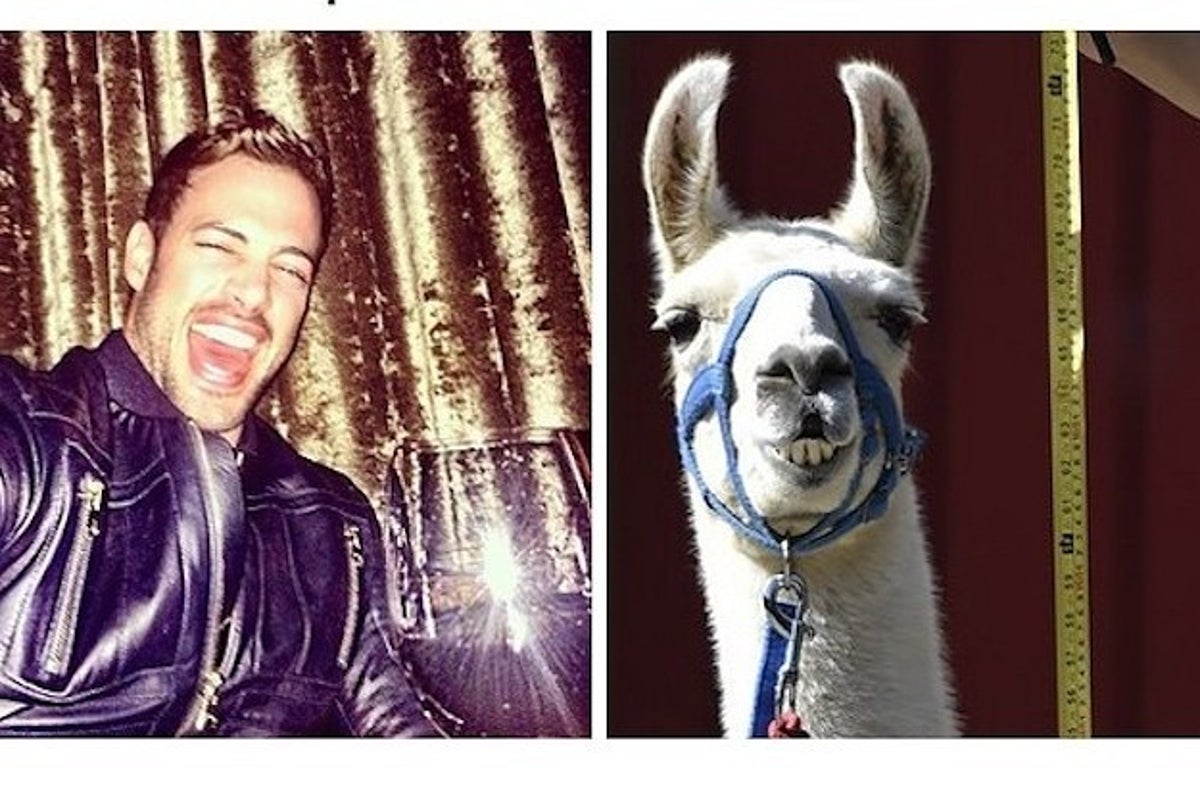 11 Alpacas que se parecen a William Levy