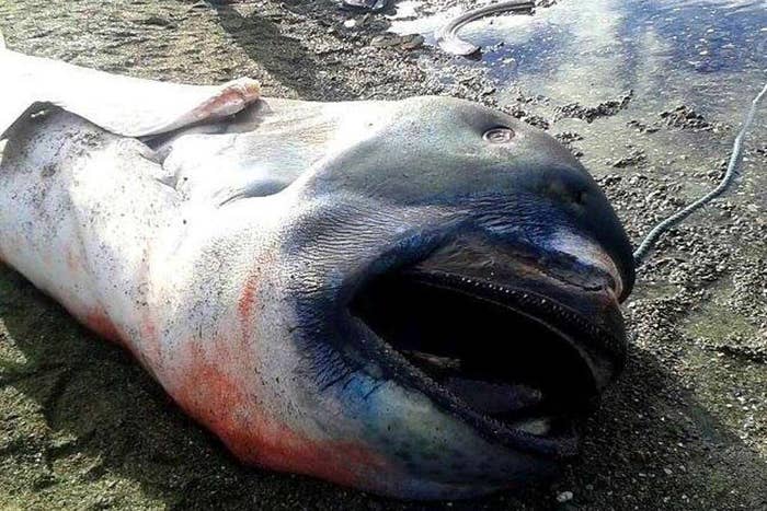 Megamouth Shark Washes Up On A Philippine Beach And It's Kind Of Cute