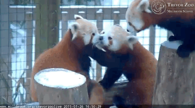 What you need to know: The Trevor Zoo in Millbrook, NY is home to Hope and her two cubs, Faith and MowMow.Why you'll never look away: This red panda family offers a much more interesting alternative to your boring relatives. Nothing they do will ever be as cute as these three.