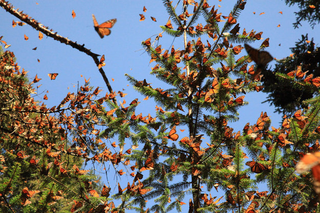 Las mariposas viajan entre dos y cuatro mil kilómetros desde Estados Unidos y Canadá, para pasar el invierno en los santuarios mexicanos.