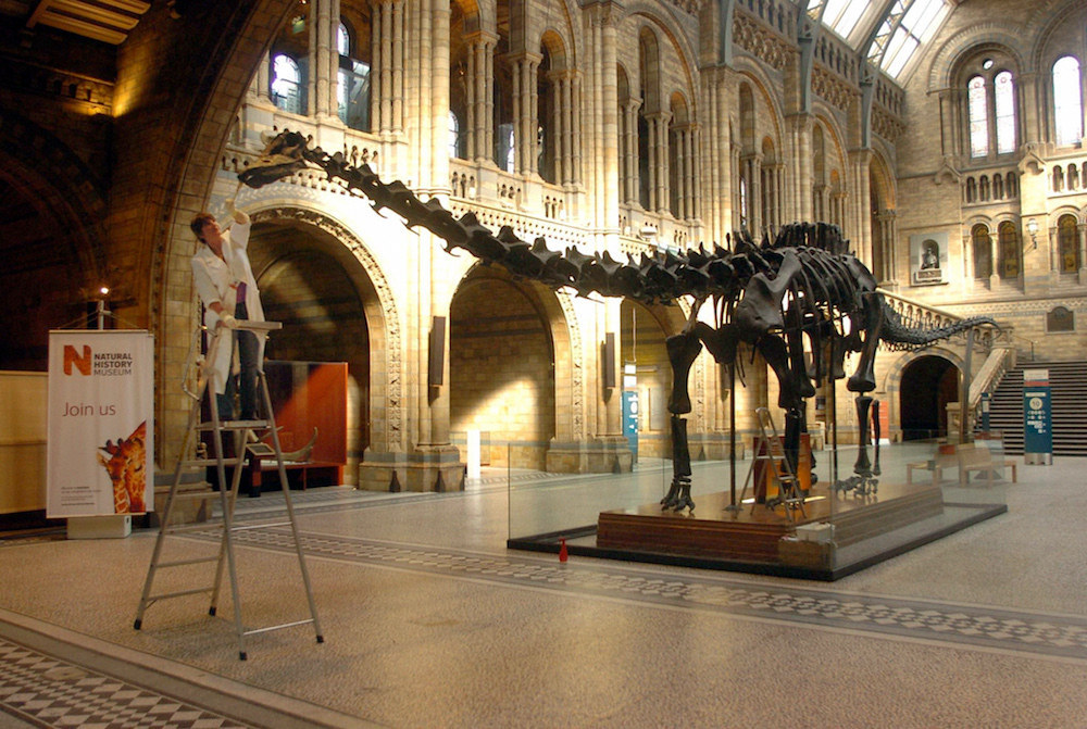 diplodocus nhm