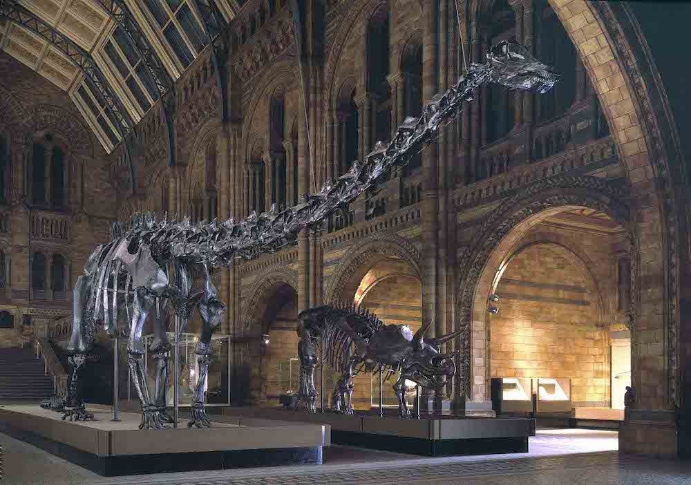 diplodocus in natural history museum