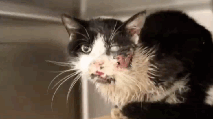 A Tampa, Florida cat named Bart, now better known as "zombie cat" was hit by a car, presumed dead, and buried. But five days later, he reappeared — alive — thus proving that cats really do have nine lives.
