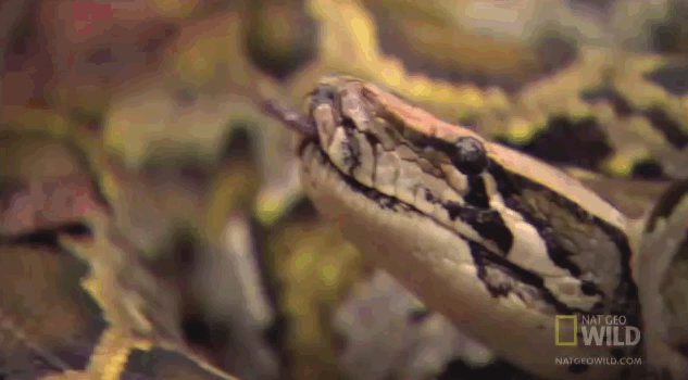 Since python is a protected species in Zimbabwe, Archwell Maramba received a 9-year jail sentence for eating the snake to "cure his spine"