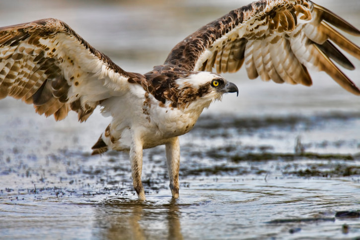 seahawk eating a falcon