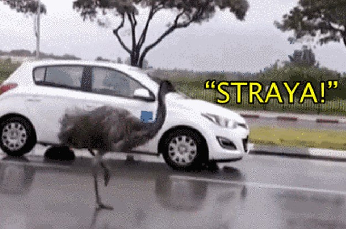 This Emu Ran Wild Down An Israeli Highway And Does Not Care What You Think