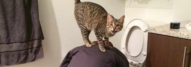 11 Chats Qui Se Foutent Pas Mal De Votre Gueule De Bois